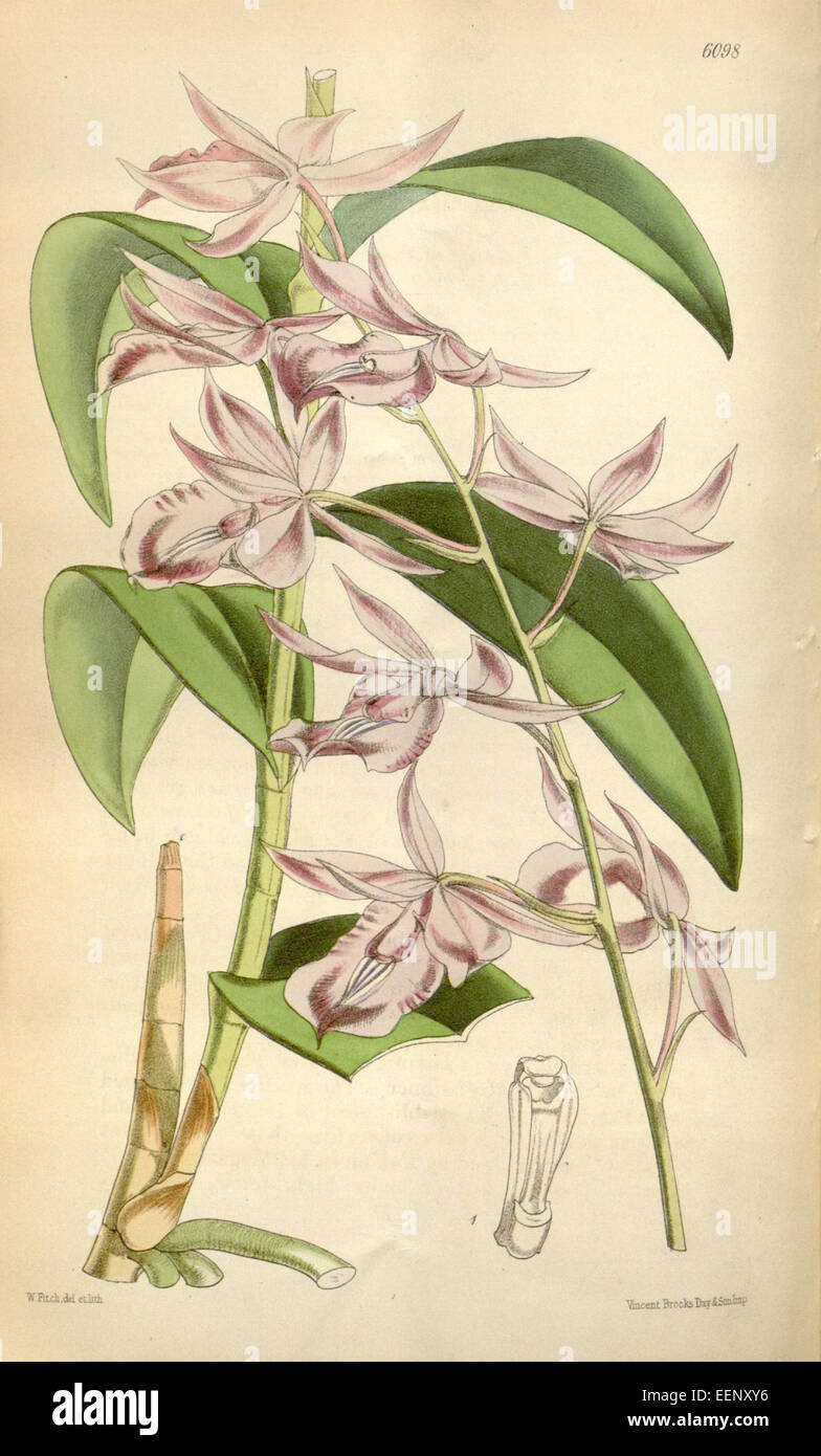 Barkeria lindleyana (as Epidendrum lindleyanum ) - Curtis' 100 (Ser. 3 no. 30) pl. 6098 (1874) Stock Photo