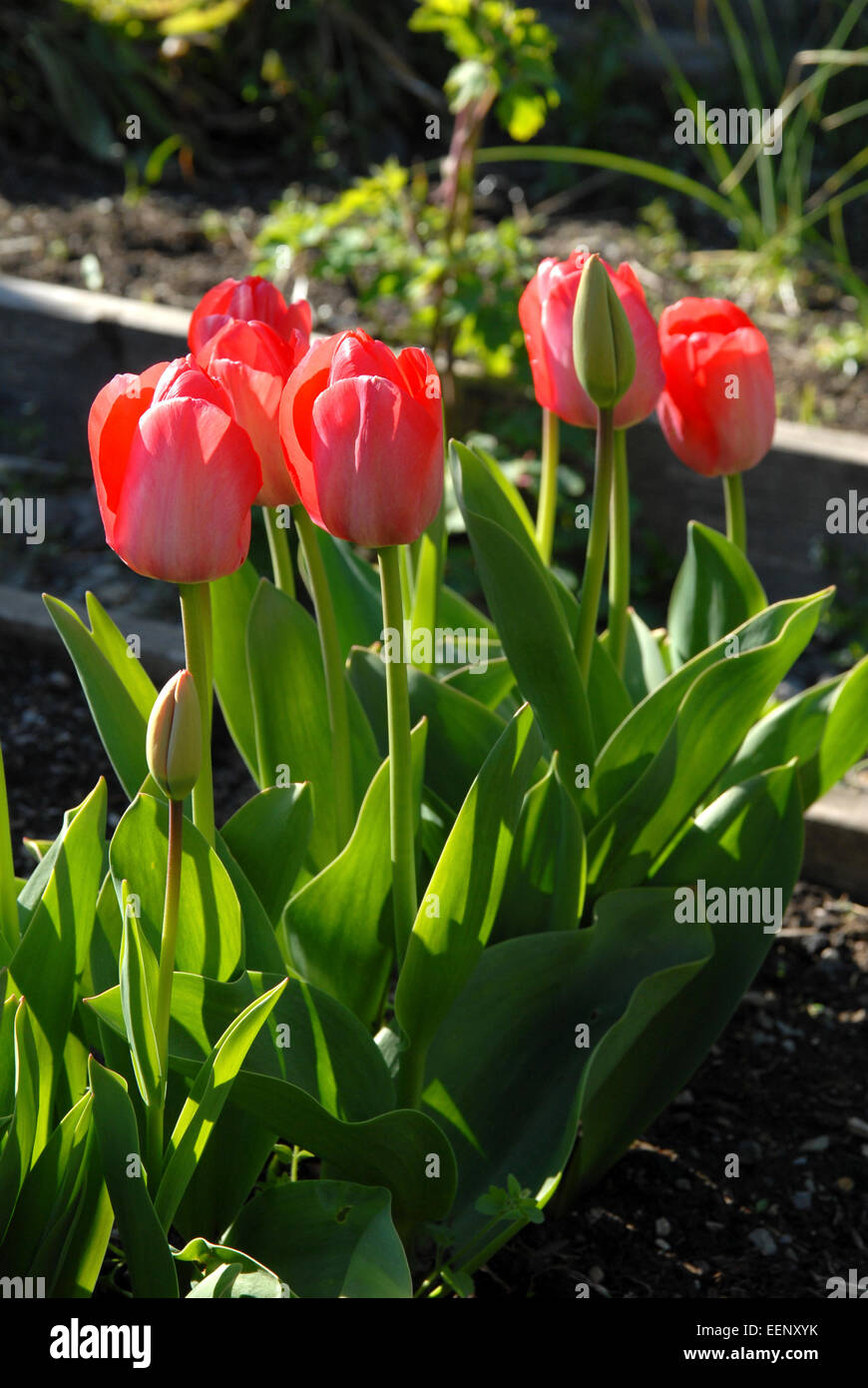 Red tulips in a garden in Wales Stock Photo
