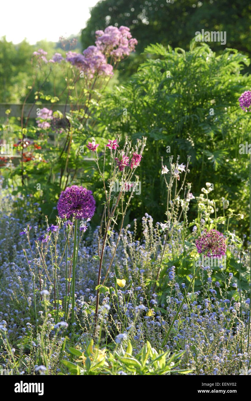 Mixed Border In Late Spring With Allium Flowers Aquilegia And Forget 