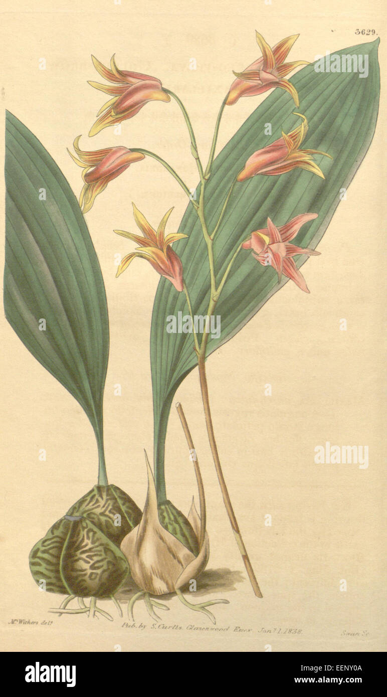 Bifrenaria aureofulva (as Maxillaria aureo-fulva ) - Curtis' 65 (N.S. 12) pl. 3629 (1839) Stock Photo