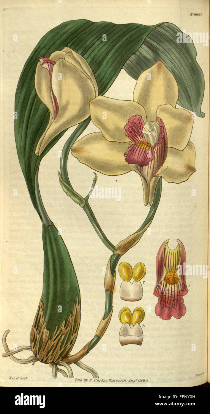 Bifrenaria harrisoniae (as Maxillaria harrisoniae)- Curtis' 56 (N.S. 3) pl. 2927 (1829) Stock Photo