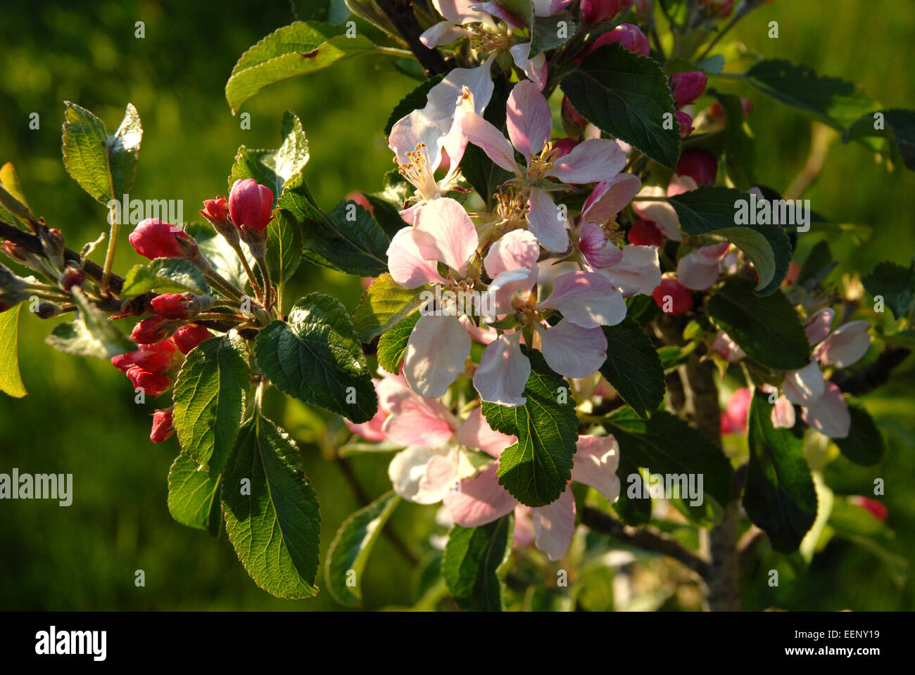 Apple blossom in a garden in Wales, UK Stock Photo