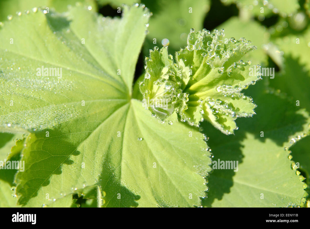 Serrated leaves of Alchemilla mollis or Lady's Mantle.  Garden border plant, Wales, UK. Stock Photo