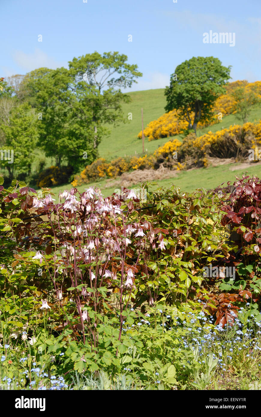 Mixed border hires stock photography and images Alamy