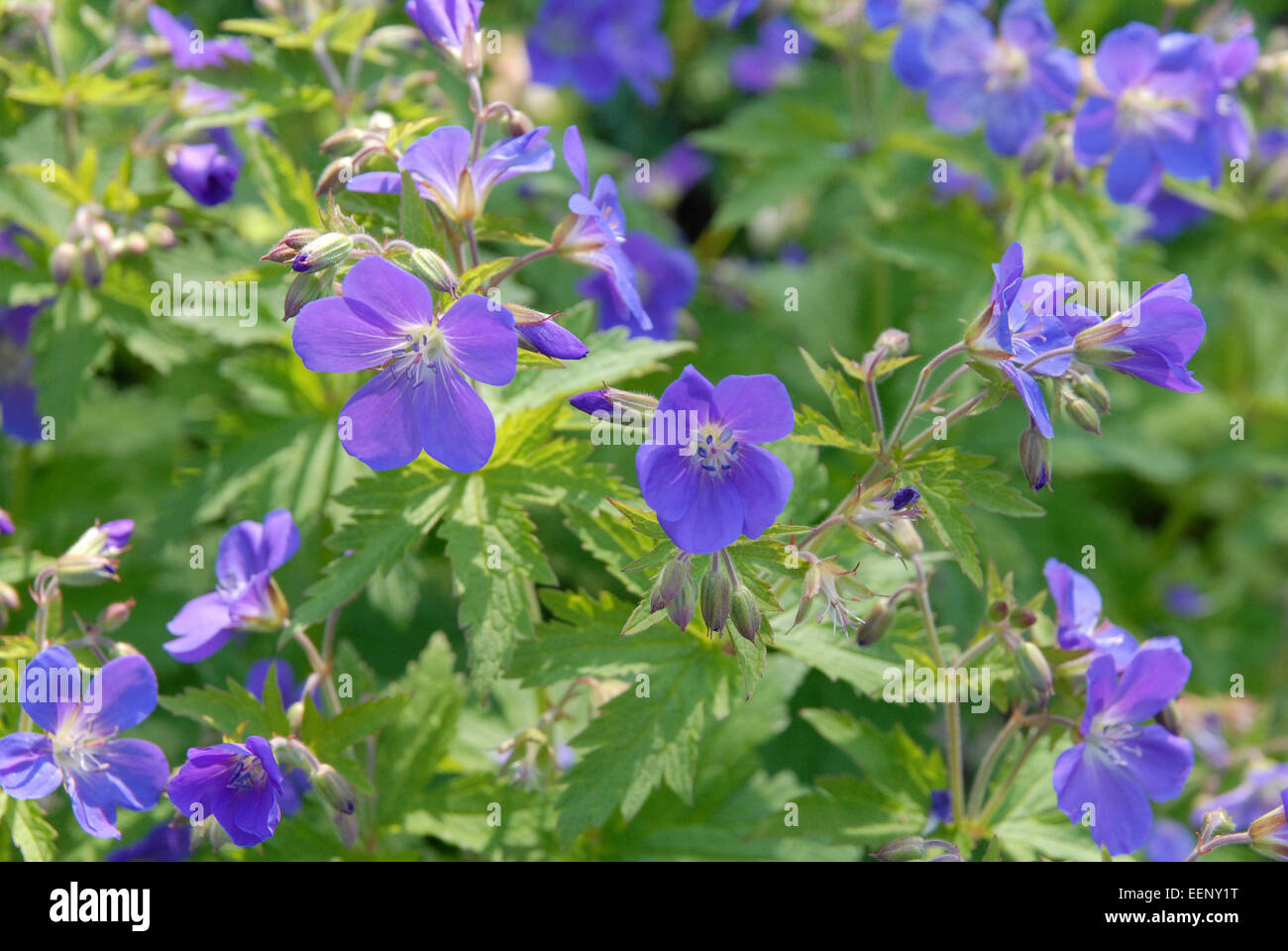 Blue geranium flowers in a spring garden in Wales, UK Stock Photo
