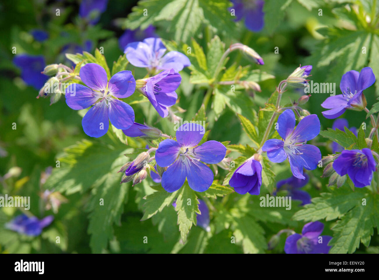 Blue geranium flowers Stock Photo