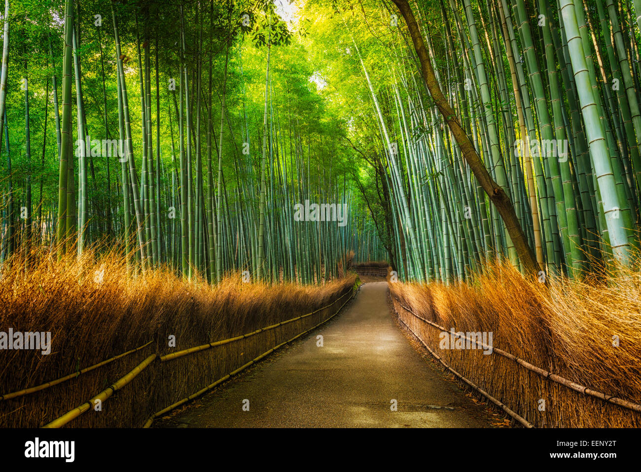 The Arashiyama Bamboo Grove of Kyoto, Japan. Stock Photo