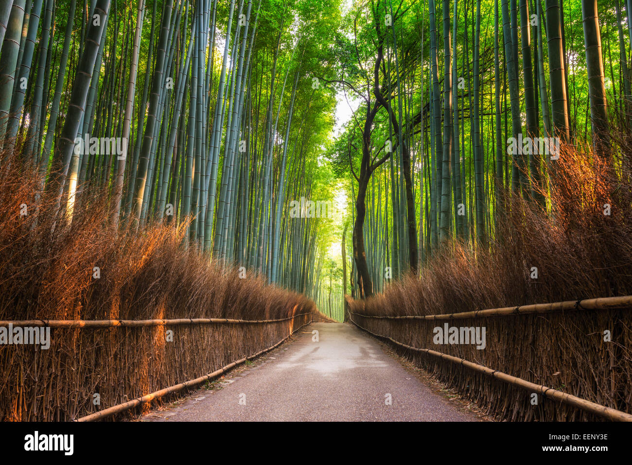 The Arashiyama Bamboo Grove of Kyoto, Japan Stock Photo Alamy