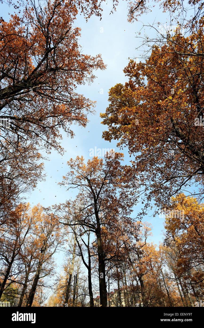 Very beautiful autumn landscape in the forest Stock Photo - Alamy