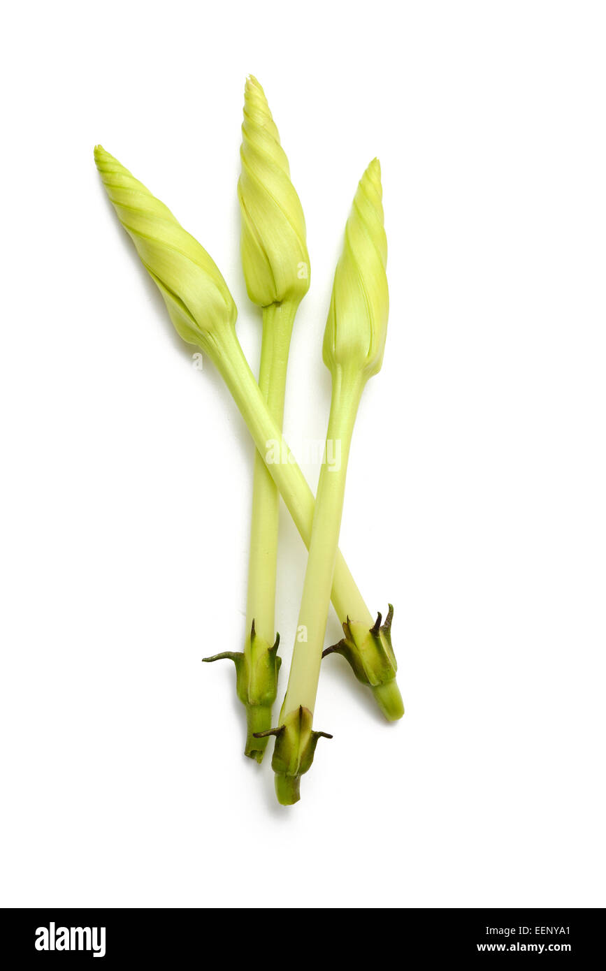 Ipomoea alba flower Stock Photo