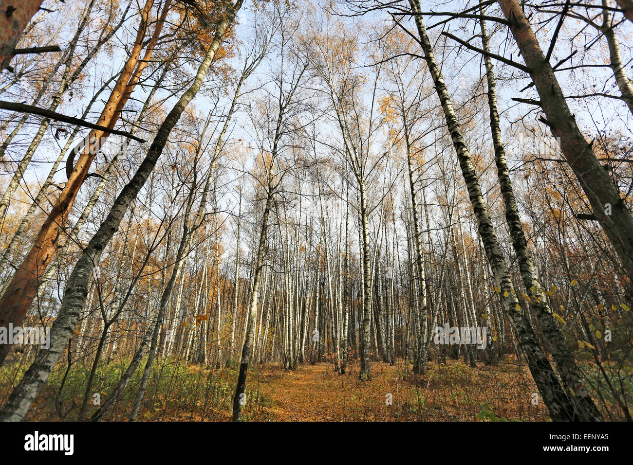 Very beautiful autumn landscape in the forest Stock Photo - Alamy