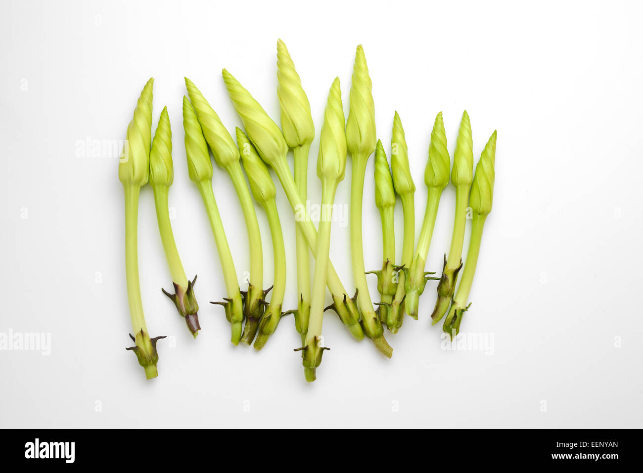 Ipomoea alba flower Stock Photo