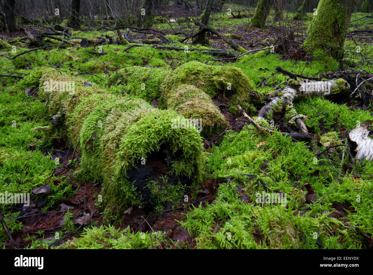 Moss overgrowing dead, rotting trees in a moist forest Stock Photo