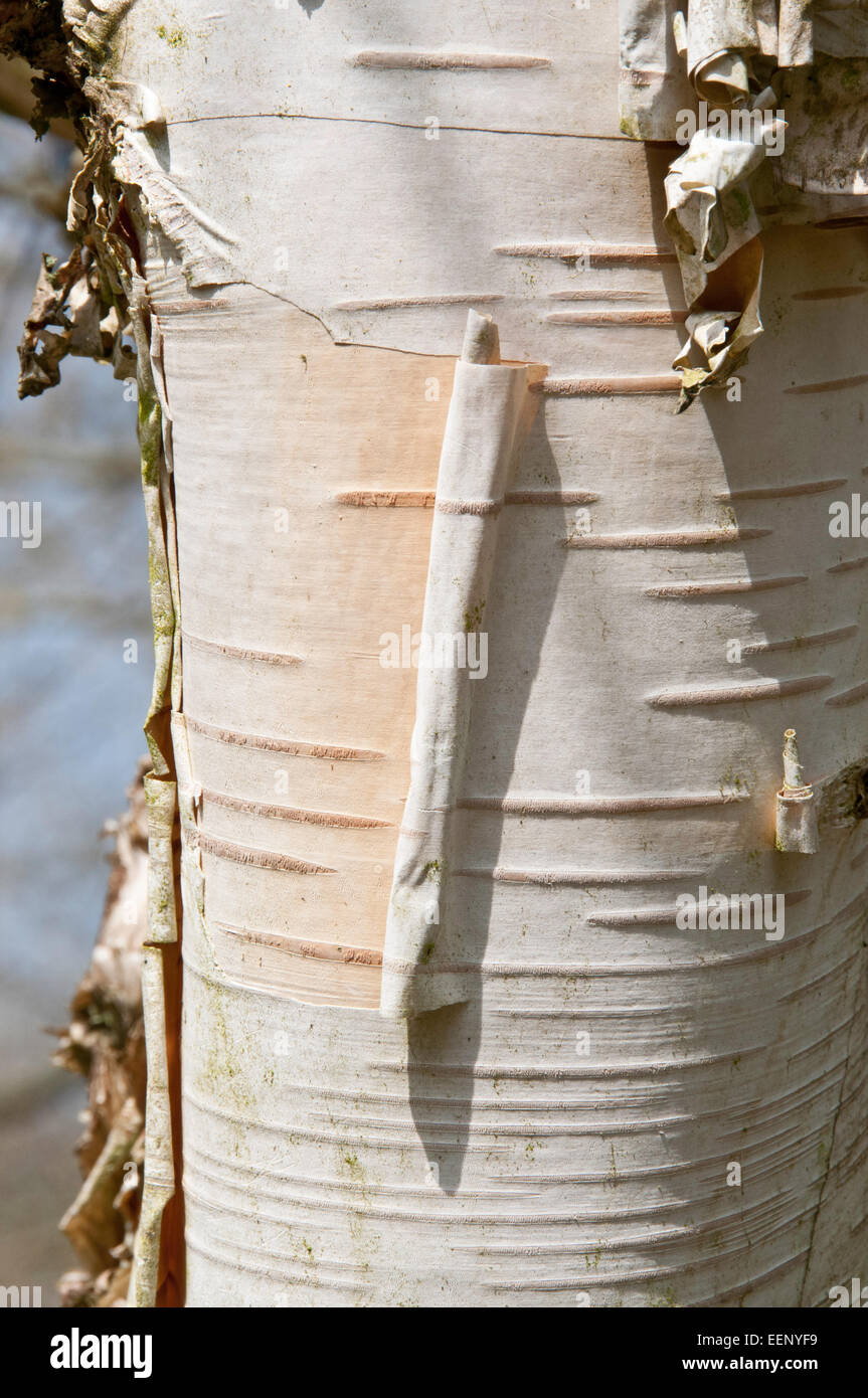 Betula utilis bark Stock Photo