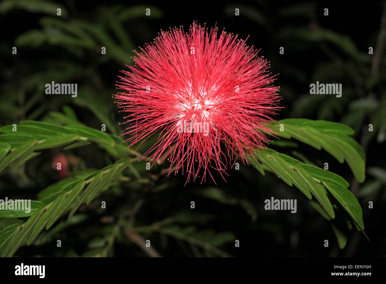 Calliandra belizensis commonly known as powder-puff plant and fairy duster Stock Photo