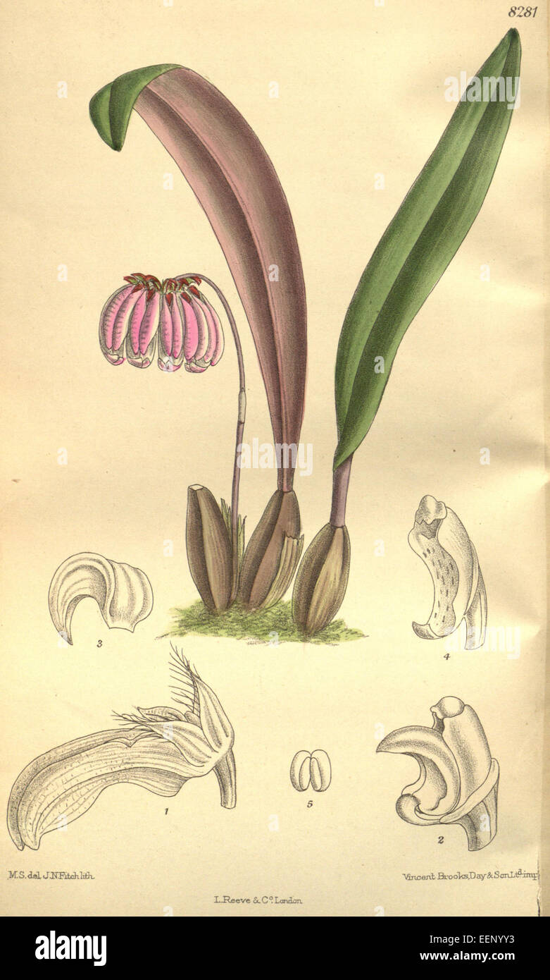 Bulbophyllum auratum (as Bulbophyllum campanulatum) - Curtis' 135 (Ser. 4 no. 5) pl. 8281 (1909) Stock Photo