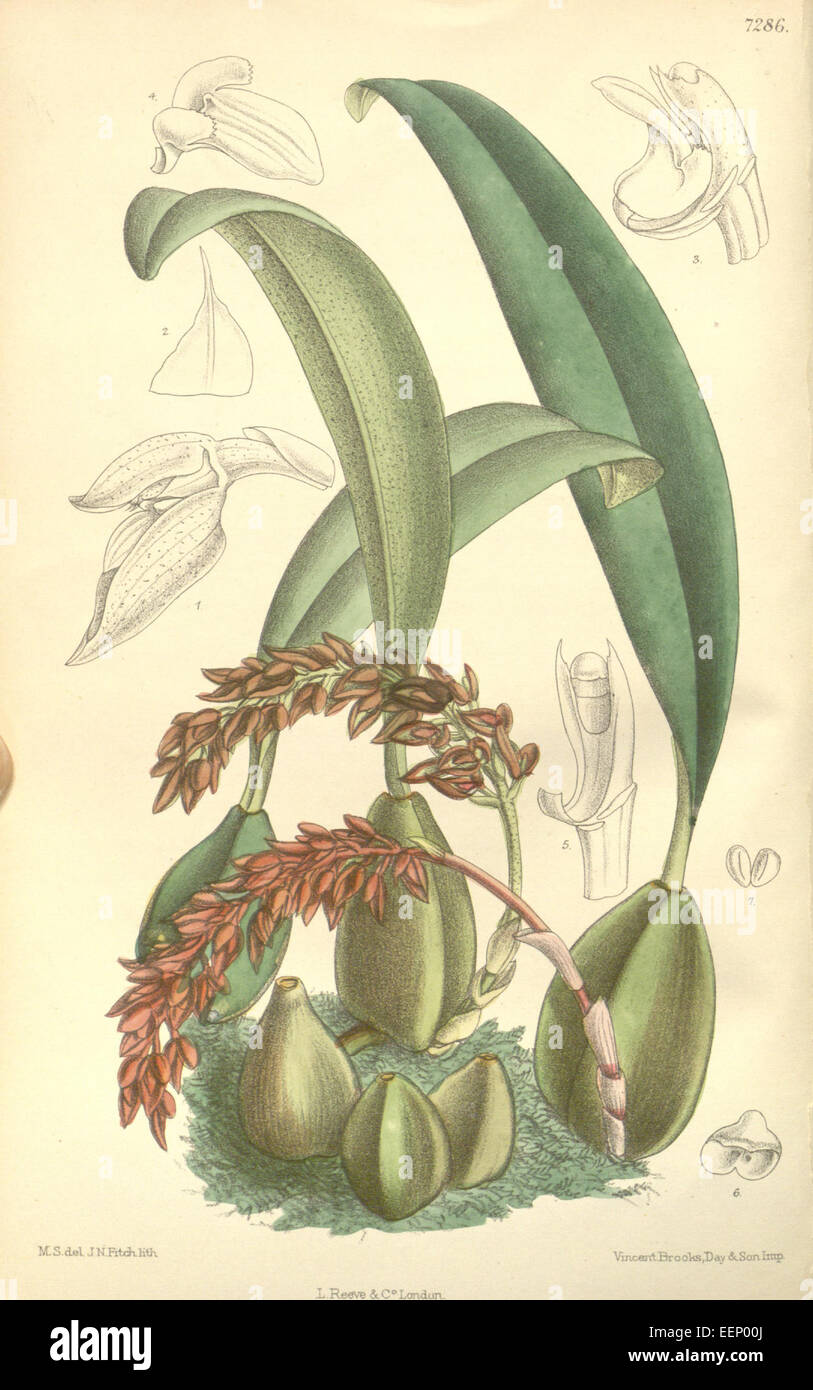 Bulbophyllum cupreum (as Bulbophyllum pechei) - Curtis' 119 (Ser. 3 no. 49) pl. 7286 (1893) Stock Photo