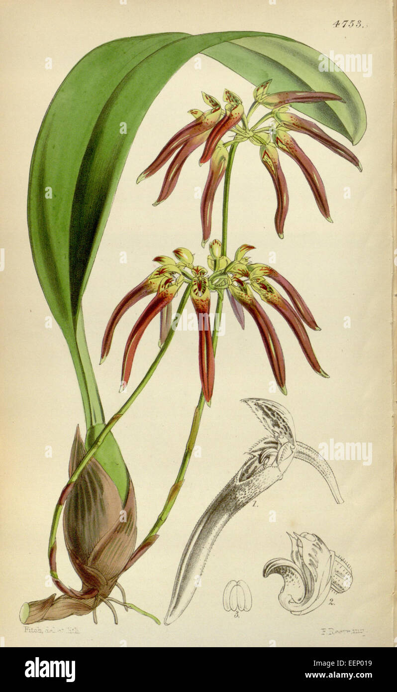 Bulbophyllum helenae (as Cirrhopetalum cornutum) - Curtis' 79 (Ser. 3 no. 9) pl. 4753 (1853) Stock Photo