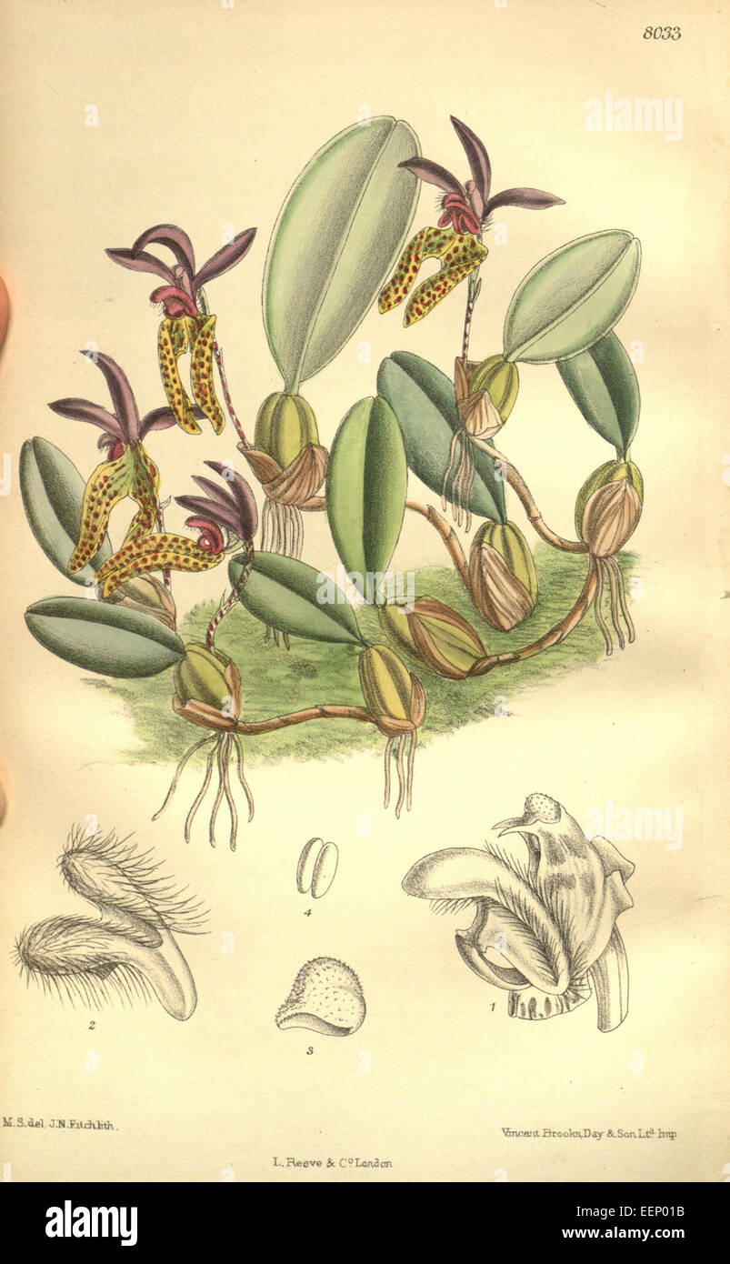 Bulbophyllum lasiochilum (as Cirrhopetalum breviscapum) - Curtis' 131 (Ser. 4 no. 1) pl. 8033 (1905) Stock Photo