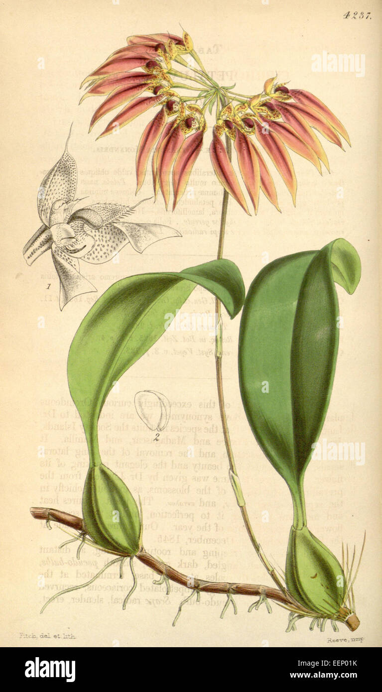 Bulbophyllum longiflorum (as Cirrhopetalum thouarsii) - Curtis' 72 (Ser. 3 no. 2) pl. 4237 (1846) Stock Photo
