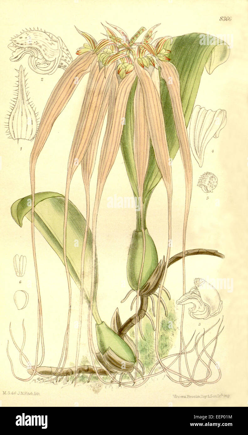 Bulbophyllum longissimum (as Cirrhopetalum longissimum) - Curtis' 137 (Ser. 4 no. 7) pl. 8366 (1911) Stock Photo
