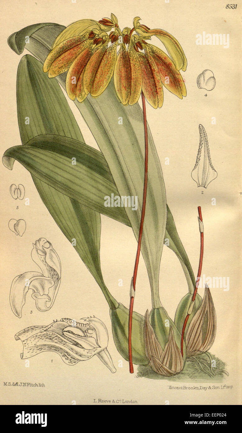 Bulbophyllum mastersianum (as Cirrhopetalum mastersianum) - Curtis' 139 (Ser. 4 no. 9) pl. 8531 (1913) Stock Photo