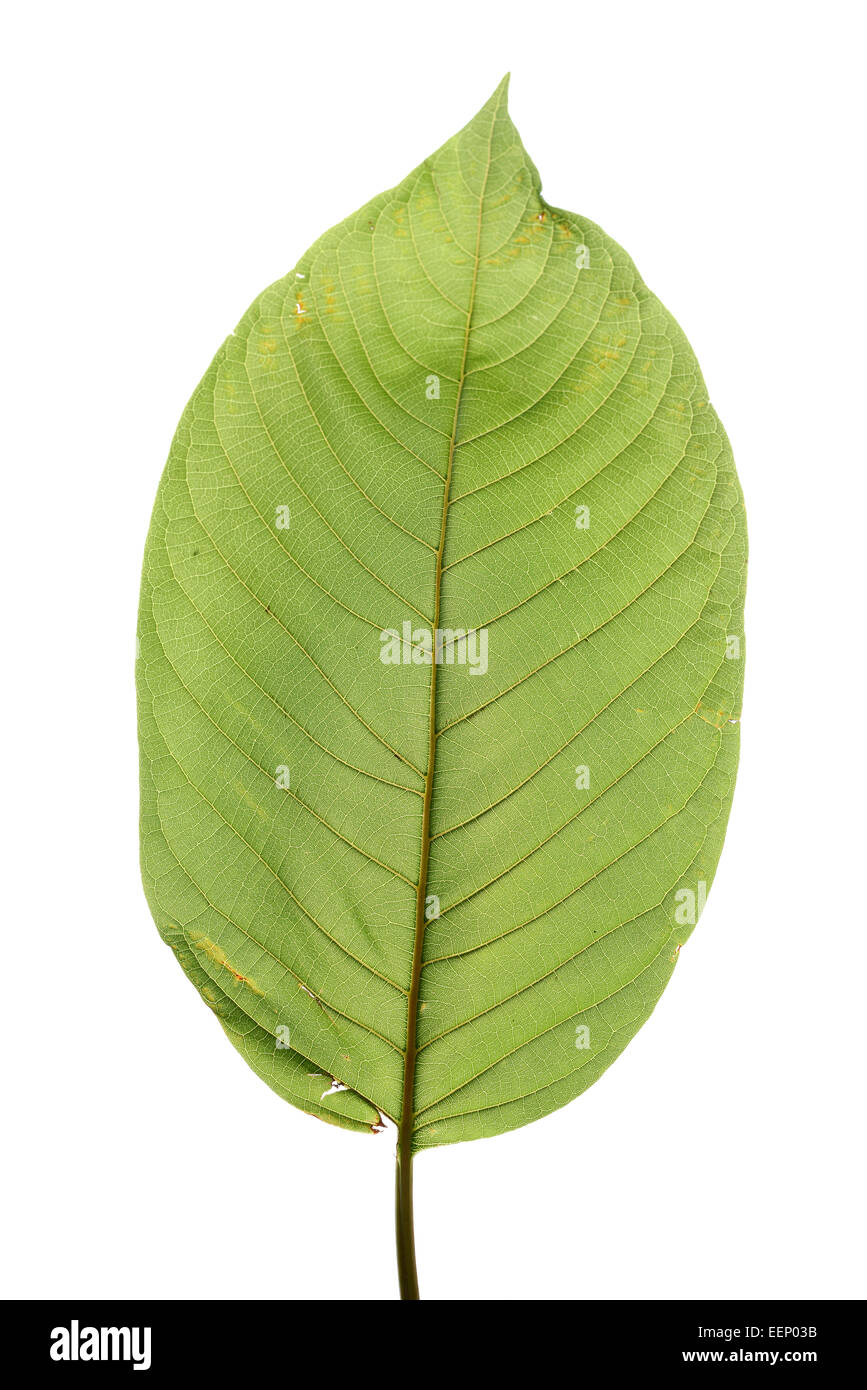 mitragyna speciosa, kratom leaf Stock Photo