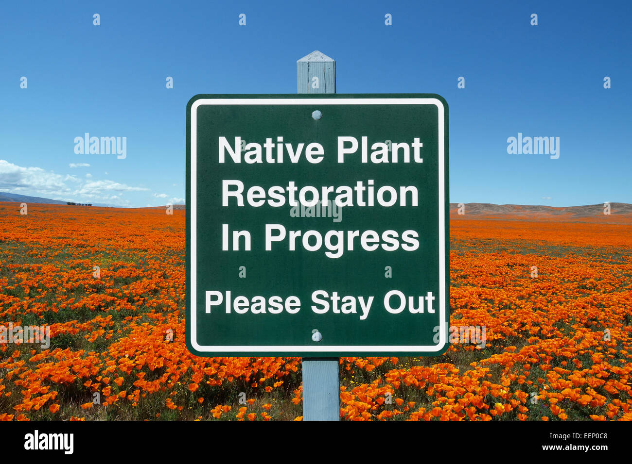 Native plant restoration sign with California poppy field. Stock Photo