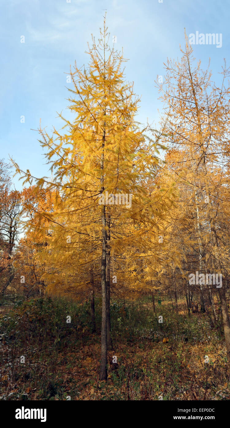 Very beautiful autumn landscape in the forest Stock Photo - Alamy