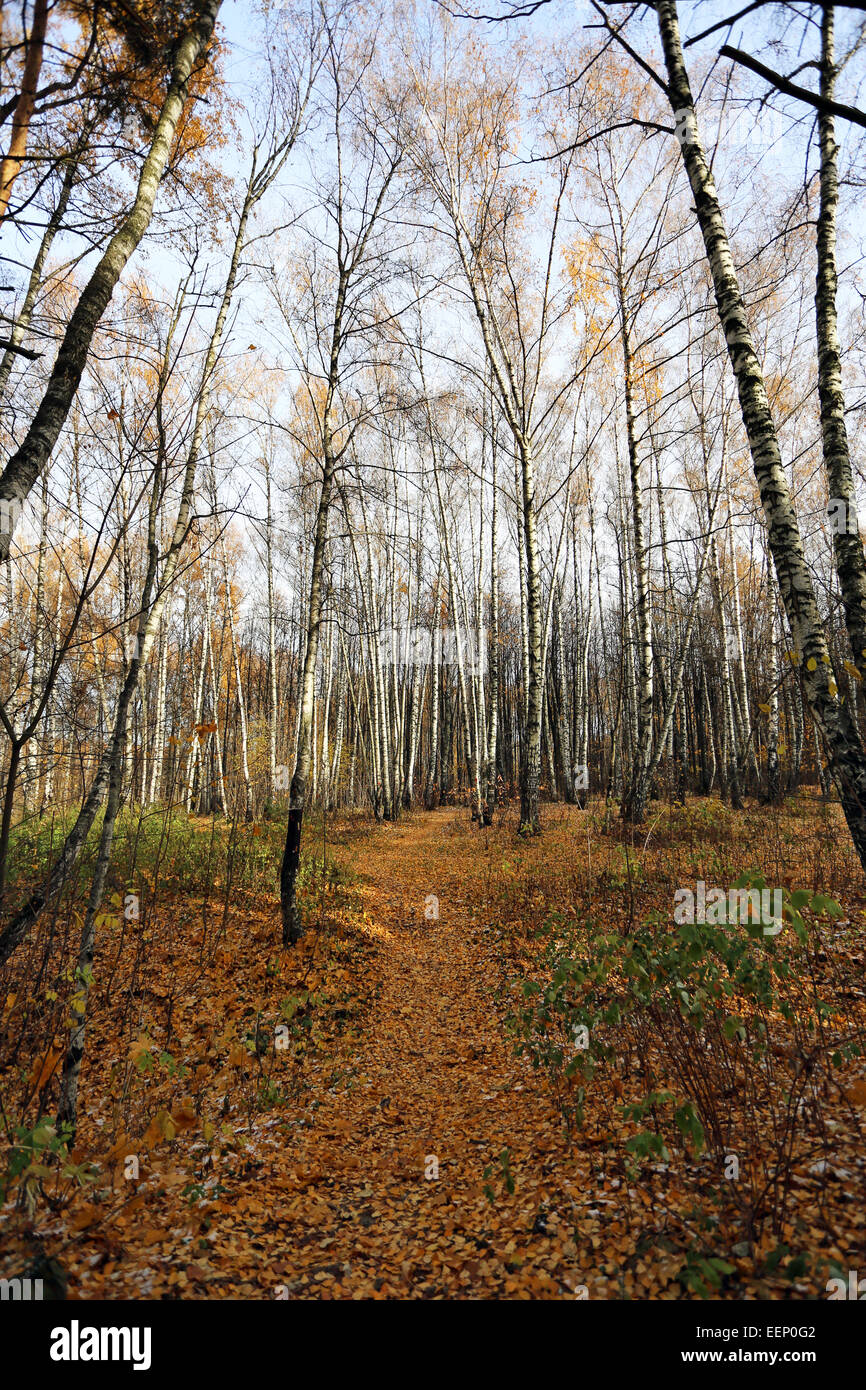 Very beautiful autumn landscape in the forest Stock Photo - Alamy