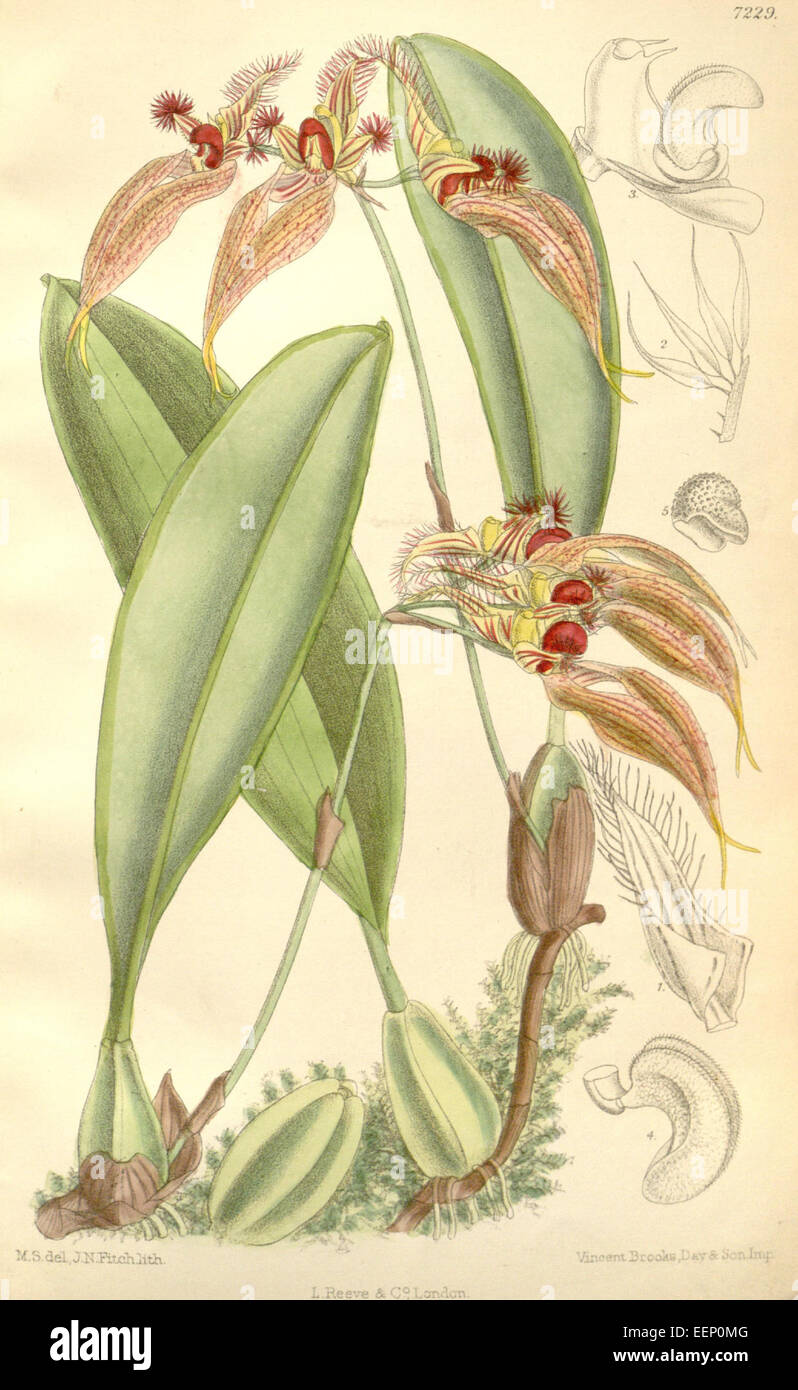 Bulbophyllum ornatissimum (as Cirrhopetalum ornatissimum) - Curtis' 118 (Ser. 3 no. 48) pl. 7229 (1892) Stock Photo