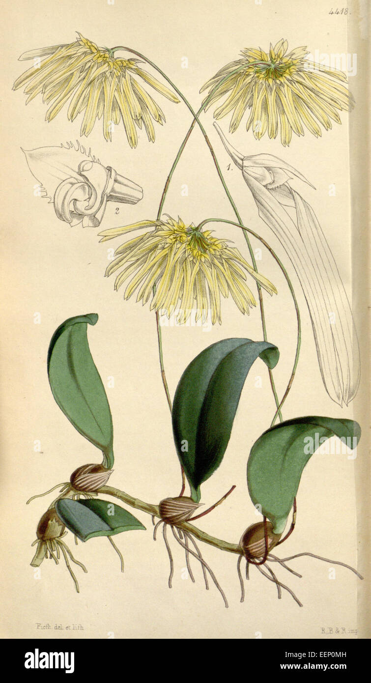 Bulbophyllum othonis (as Cirrhopetalum nutans) - Curtis' 75 (Ser. 3 no. 5) pl. 4418 (1849) Stock Photo