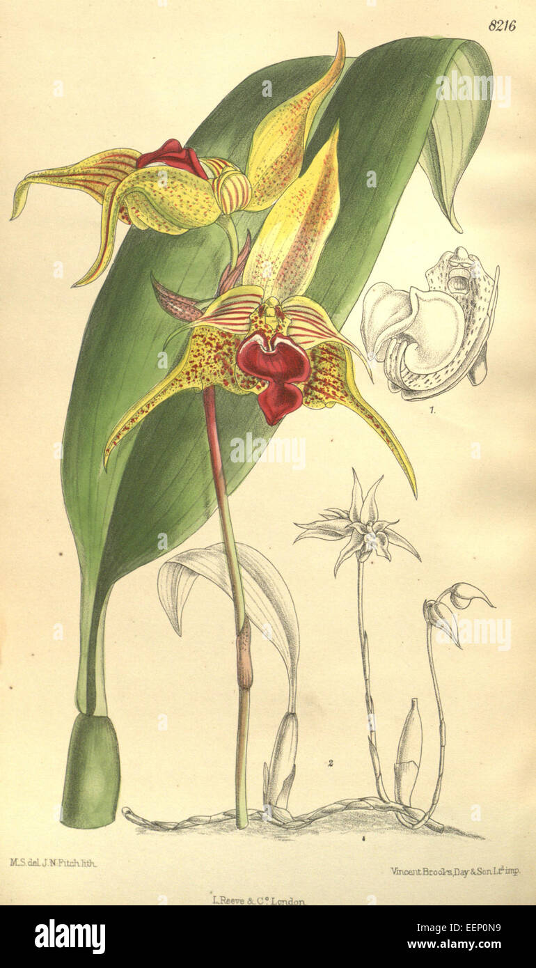 Bulbophyllum uniflorum (as Bulbophyllum galbinum) - Curtis' 134 (Ser. 4 no. 4) pl. 8216 (1908) Stock Photo
