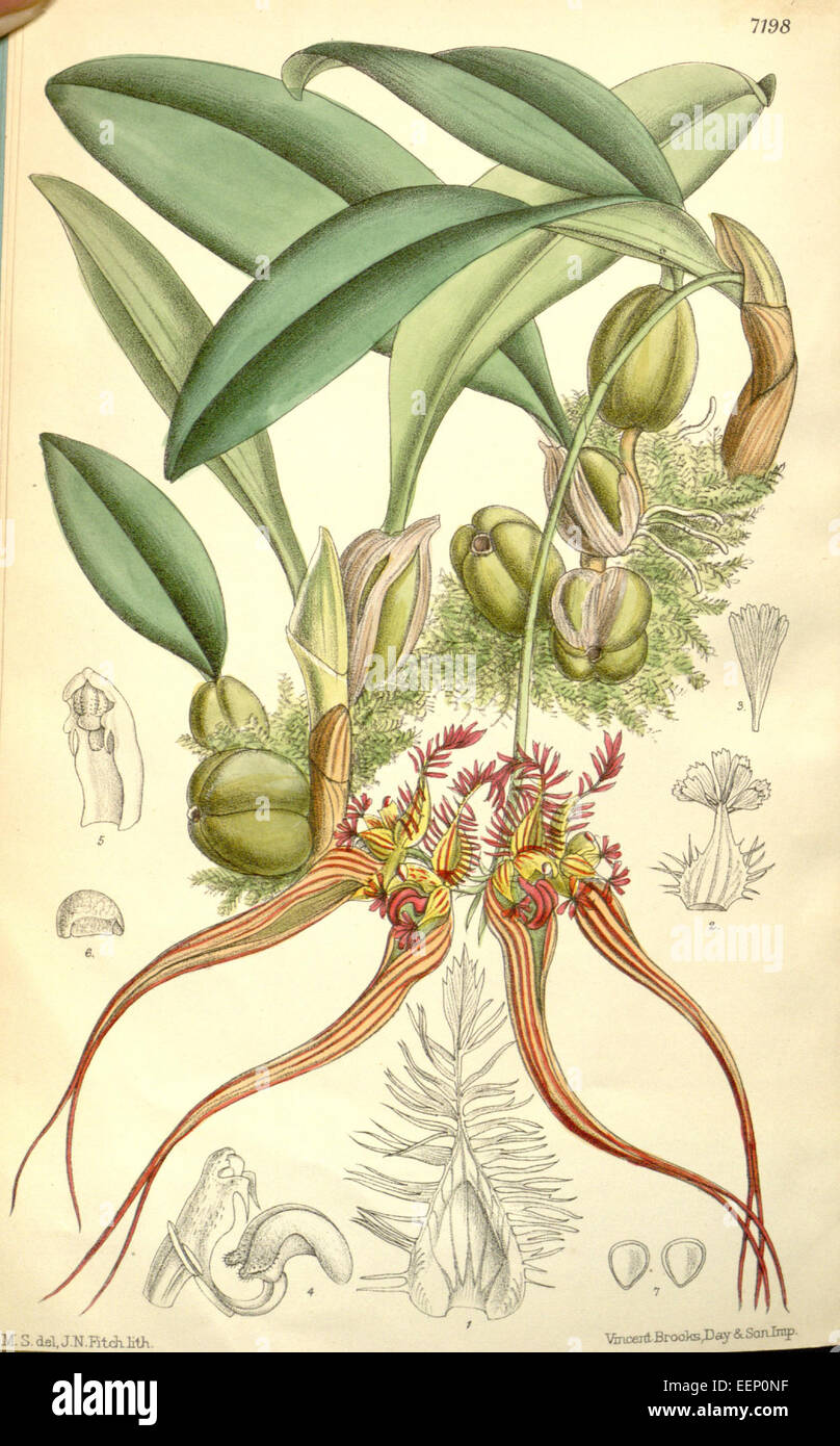 Bulbophyllum wendlandianum (as Cirrhopetalum collettii) - Curtis' 117 (Ser. 3 no. 47) pl. 7198 (1891) Stock Photo