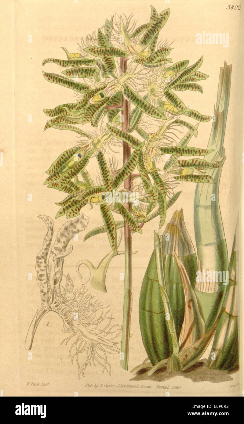 Catasetum barbatum (as Myanthus spinosus) - Curtis' 67 (N.S. 14) pl. 3802 (1841) Stock Photo