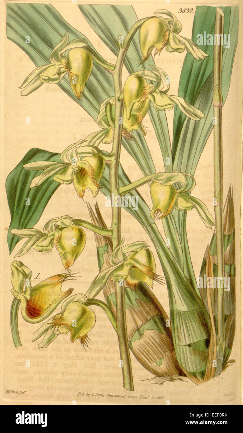 Catasetum discolor (as Monachanthus bushnanii, spelled Monacanthus bushnani) - Curtis' 67 (N.S. 14) pl. 3832 (1841) Stock Photo