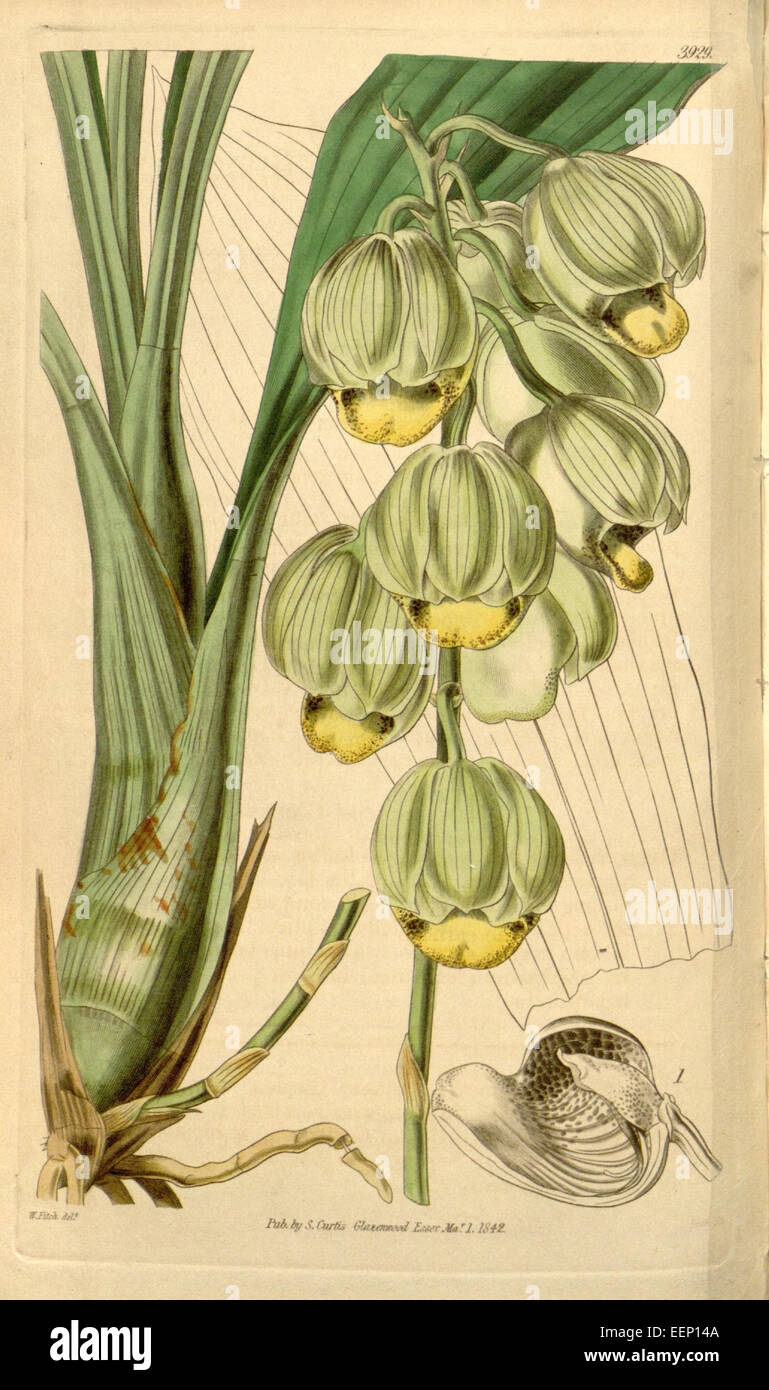 Catasetum luridum (as syn. C. abruptum) - Curtis' vol. 68 tab 3929 (1842) Stock Photo