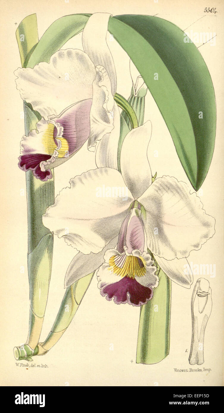 Cattleya candida (as Cattleya quadricolor) - Curtis' 91 (Ser. 3 no. 21) pl. 5504 (1865) Stock Photo