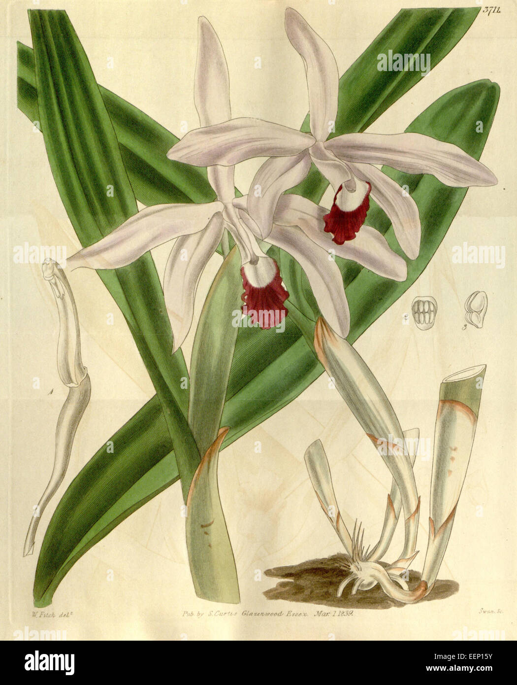 Cattleya intermedia (as Cattleya intermedia var. angustifolia) - Curtis' 66 (N.S. 13) pl. 3711 (1840) Stock Photo