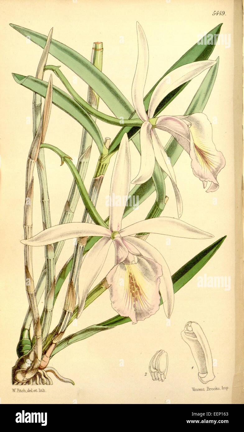 Cattleya intermedia (as Cattleya lindleyana) - Curtis' 90 (Ser. 3 no. 20) pl. 5449 (1864) Stock Photo