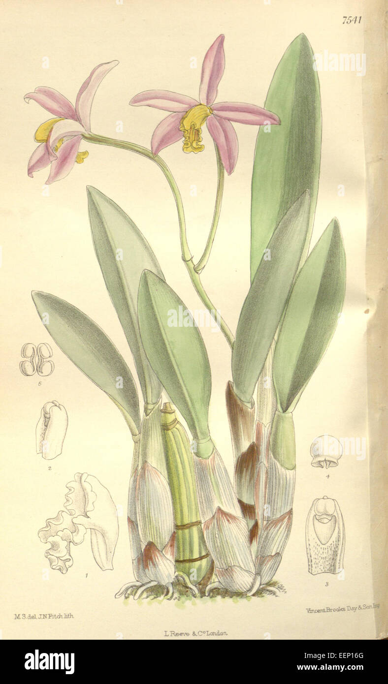 Cattleya longipes or Sophronitis longipes (as Laelia longipes) - Curtis' 123 (Ser. 3 no. 53) pl. 7541 (1897) Stock Photo