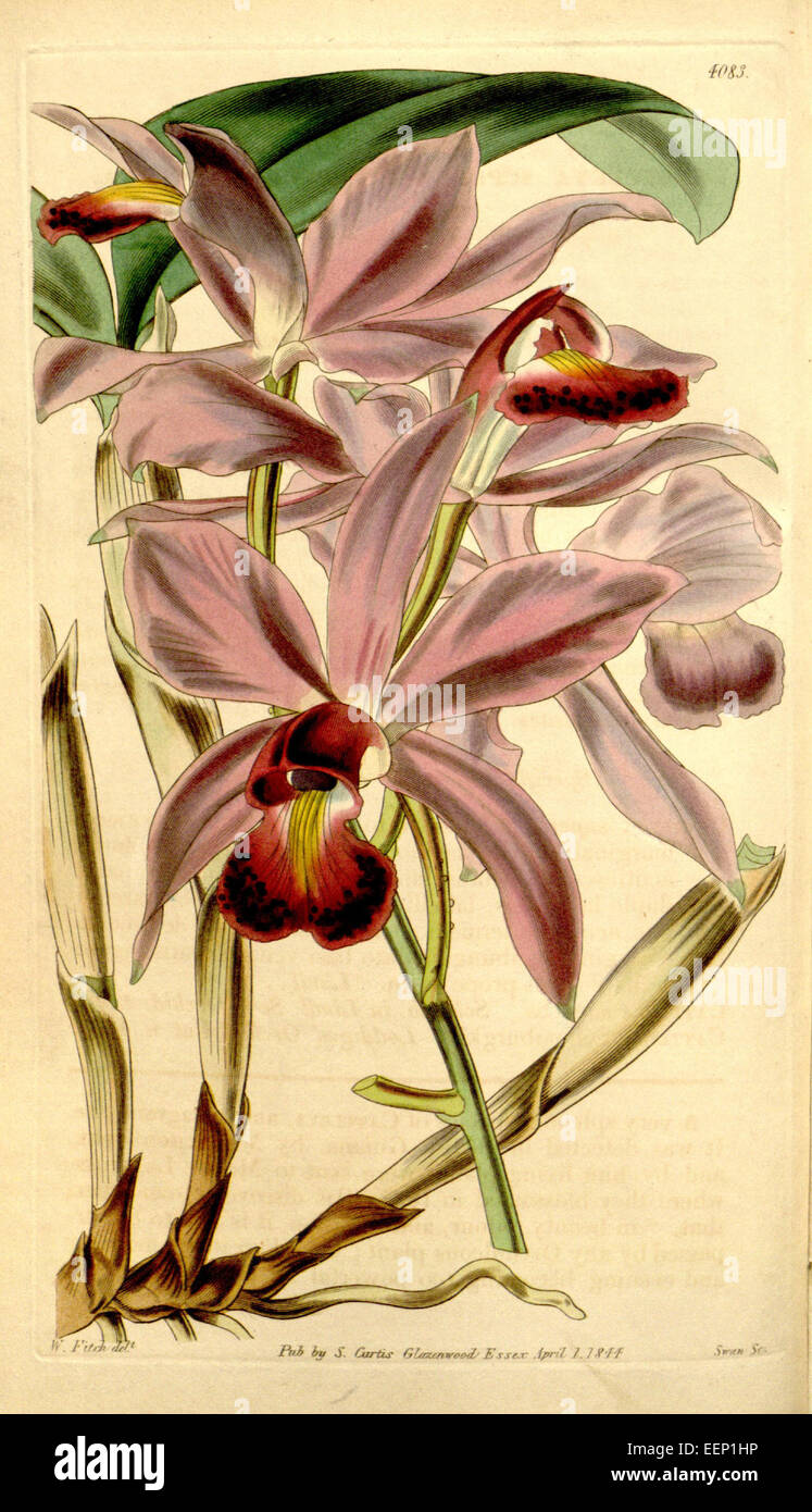 Cattleya violacea (as Cattleya superba) - Curtis' 70 (N.S. 17) pl. 4083 (1844) Stock Photo