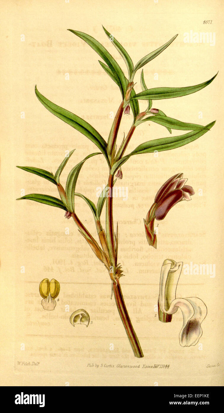 Cladobium graminifolium (as Scaphyglottis violacea) - Curtis' 70 (N.S. 17) pl. 4071 (1844) Stock Photo