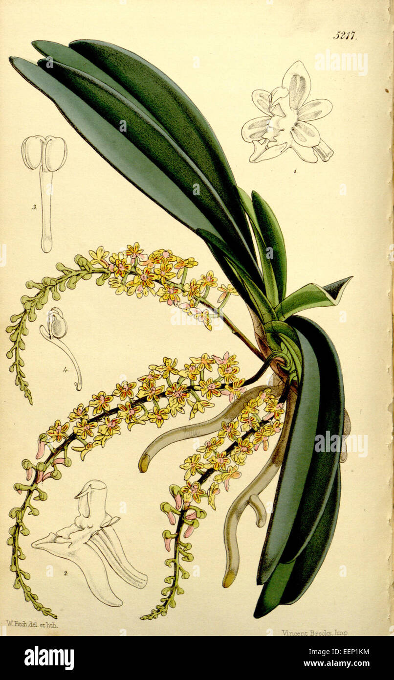 Cleisostoma parishii (as Sarcanthus parishii) - Curtis' 86 (Ser. 3 no. 16) pl. 5217 (1860) Stock Photo