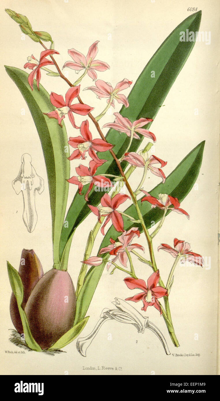 Cochlioda rosea (as Odontoglossum roseum) - Curtis' 100 (Ser. 3 no. 30) pl. 6084 (1874) Stock Photo