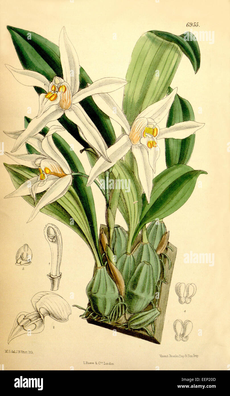 Coelogyne corymbosa - Curtis' 113 (Ser. 3 no. 43) pl 6955 (1887) Stock Photo