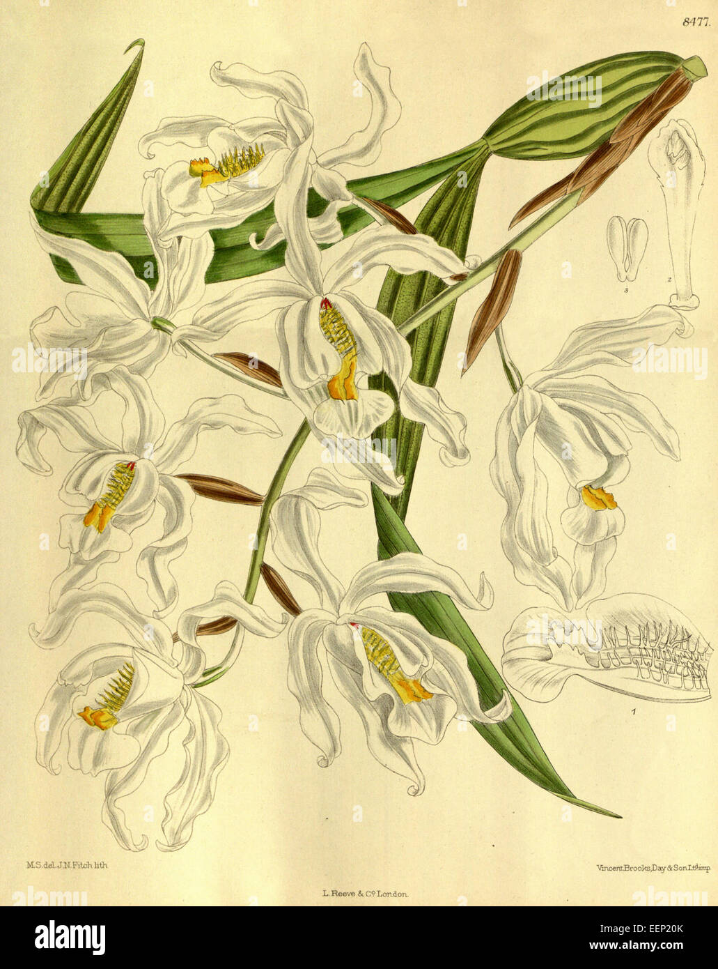 Coelogyne cristata - Curtis' 139 (Ser. 4 no. 9) pl. 8477 (1913) Stock Photo