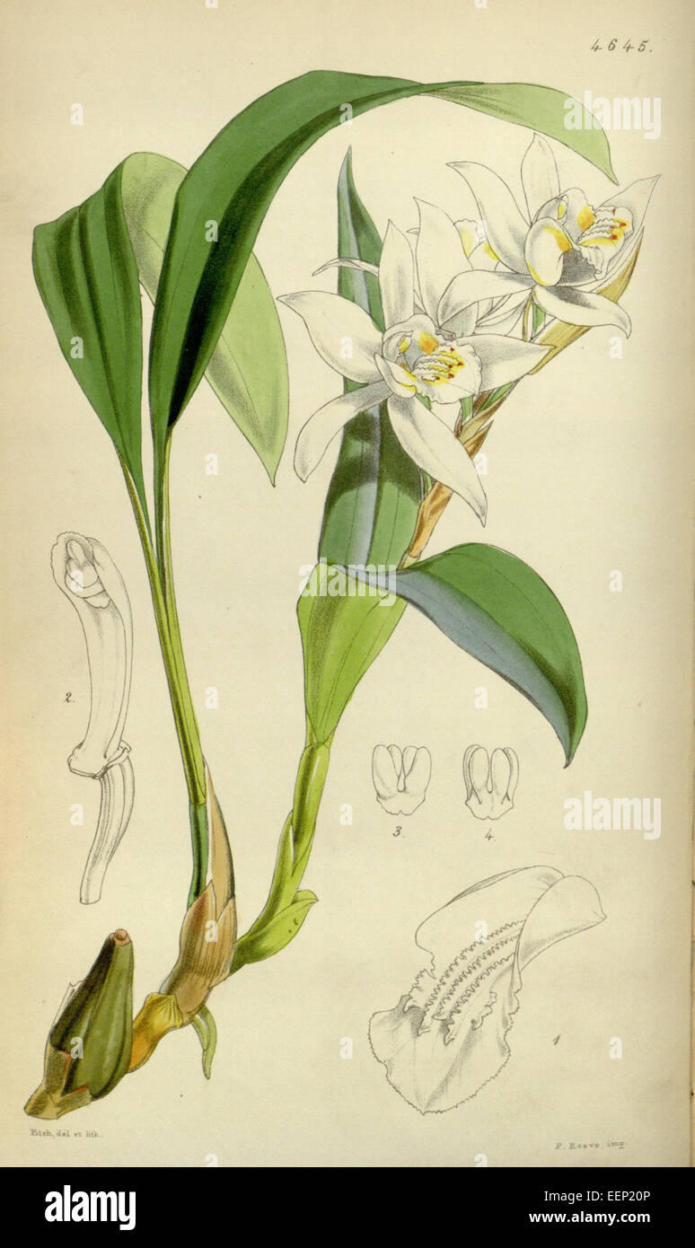 Coelogyne cumingii - Curtis' 78 (Ser. 3 no. 8) pl. 4645 (1852) Stock Photo