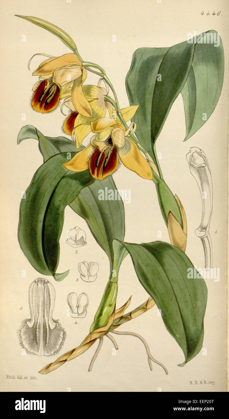 Coelogyne fimbriata (as Coelogyne fuliginosa) - Curtis' 75 (Ser. 3 no. 5) pl. 4440 (1849) Stock Photo