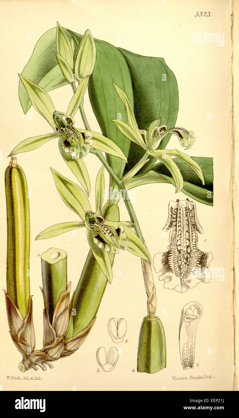 Coelogyne parishii - Curtis' 88 (Ser. 3 no. 18) pl. 5323 (1862) Stock Photo